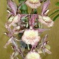 (Ctsm. Frilly Doris x Ctsm. Orchidglade)..JPG