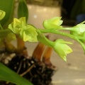 Den. monophyllum.JPG