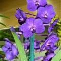 Ascda. Tan Chai Beng 'Purple Blue'.JPG