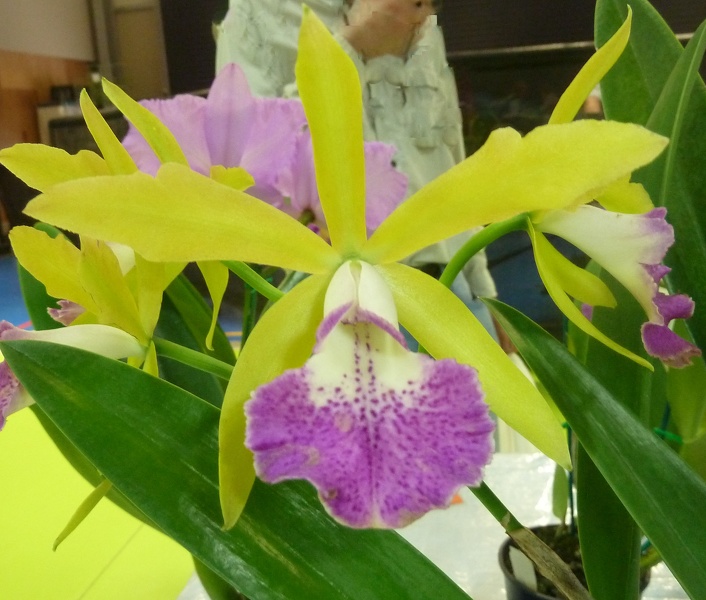 (Rth. Sunny Sword x Bc. Binosa).JPG