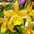 Ctt. Orchidglade (C. walkeriana x Gur. aurantiaca).JPG