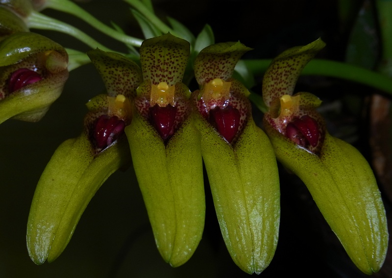 Bulb. graveolens var. robustum 'Fanfare' 100_0092.JPG