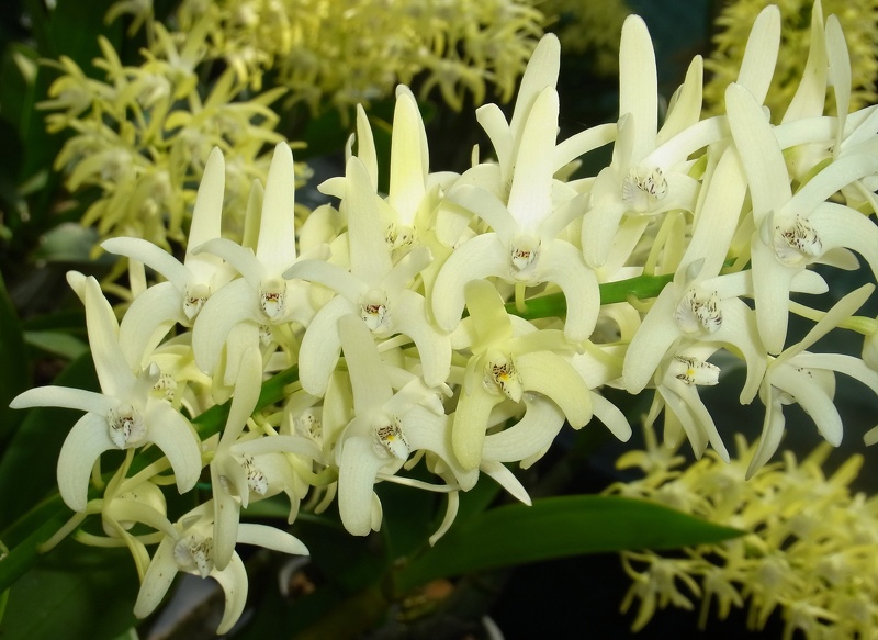 Den. speciosum (var. pedunculatum ‘Herberton’ x var. speciosum ...