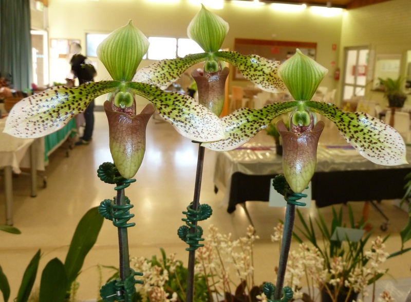 Paph. Jerry Buote,.JPG